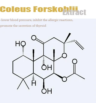 Root Extract Coleus Forskohlii Extract Forskolin, Private Label Forskohlii Extract
